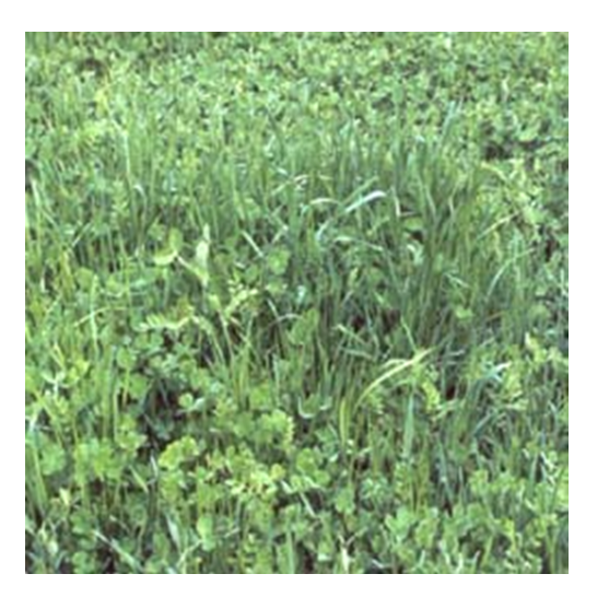 Gardenway Cover Crop Seed Mix 50 lb or Per Pound