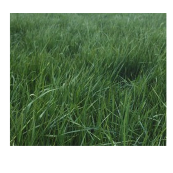 Orchard Grass Seed per pound