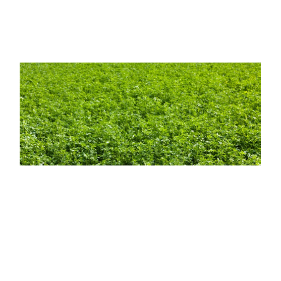 Alfalfa Seed Per Pound