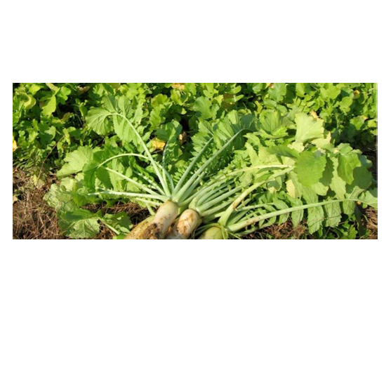 Fracking Radish Cover Crop Seed 50 lb or Per Pound