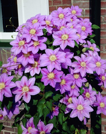 CLEMATIS BARBARA JACKMAN#1/7"PUR