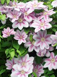 CLEMATIS BEES JUBILEE #1/7"PK/RD