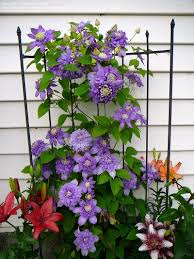 CLEMATIS BLUE LIGHT #1/7"BLUEVIO