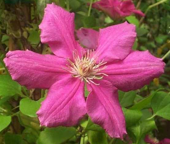 CLEMATIS CARDINAL WYSZYNSKI#1/7"