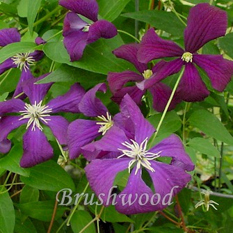 CLEMATIS DUCHESS OF EDINBUR#1/7"