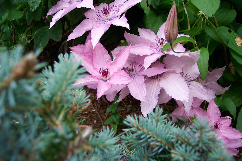 CLEMATIS GENERAL SIKORSKI #1/7"