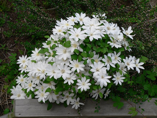 CLEMATIS HENRYI #1/7" WHITE