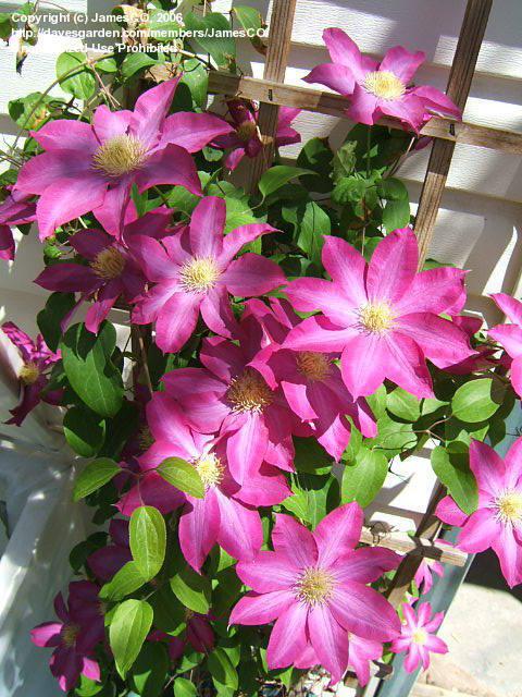 CLEMATIS PINK CHAMPAGNE #1/7"PK