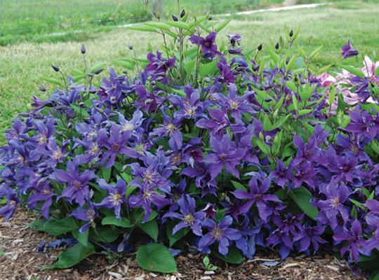 CLEMATIS SAPPHIRE INDIGO #2 BLUE