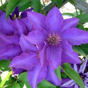 CLEMATIS THE PRESIDENT #1/7" PUR