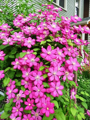 CLEMATIS VILLE DE LYON #1/7" RED