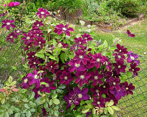 CLEMATIS WARSAW NIKE#1/7DKPURPLE