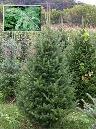 ABIES BALSAM FIR 7' BB