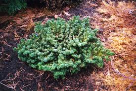 ABIES BALSAM NANA #2 DWF