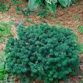 ABIES BALSAM PICCOLO #3