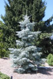 ABIES BAL TYLER BLUE 4' BB