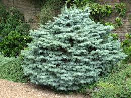ABIES CON COMPACTA #10/18"