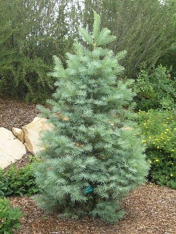 ABIES CONCOLOR FIR #10/30"