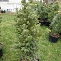 ABIES CON BLUE CLOAK #15/3'