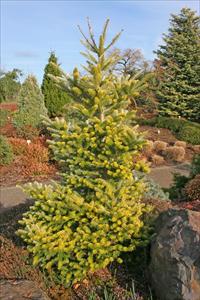 ABIES KOR AUREA FIR #7