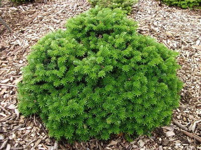 ABIES KOR CIS #3