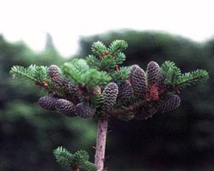 ABIES KOR CIS #6