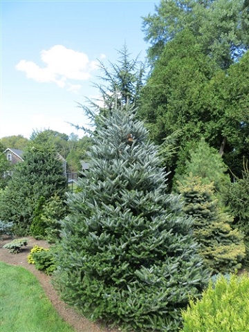 ABIES KOR HORSTMAN FIR #10