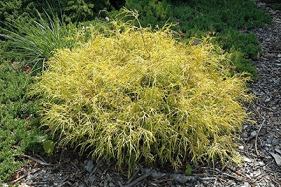 CHAMA PIS GOLDEN CHARM #5