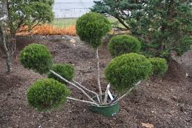 JUNIP CHI MINT JULEP #5 PPON