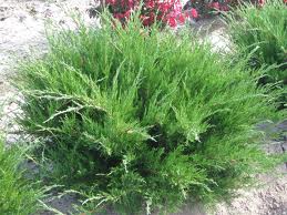 JUNIP CHI SEA GREEN #7