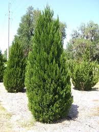 JUNIP CHI SPARTAN #15/4-5'BB