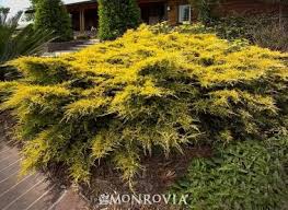 JUNIP CHIN SEA OF GOLD #2