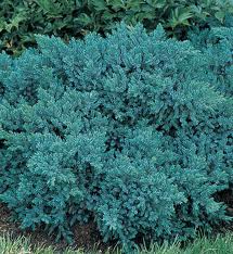 JUNIP SQU BLUE STAR #2
