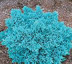 JUNIP SQU BLUE STAR #5