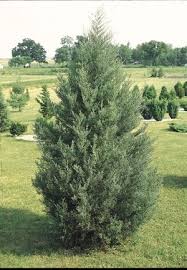 JUNIP VIR EASTERN RED CEDAR 5'BB