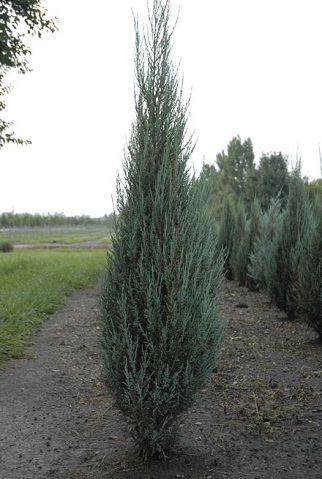 JUNIP VIR BLUE ARROW 6' BB