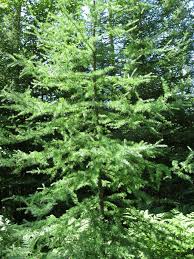LARIX LAR AMERICAN LARCH #25