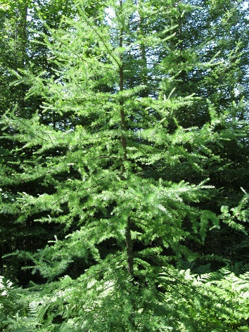 LARIX LAR AMERICAN LARCH 8-10'BB