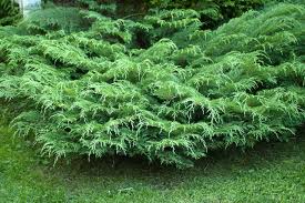 MICRO RUSSIAN CYPRESS #5