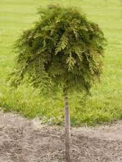 MICRO RUSSIAN CYPRESS #10 STD