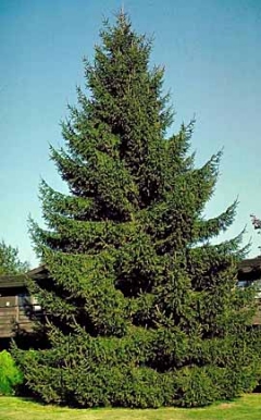 PICEA ABI NORWAY SPRUCE 8' BB