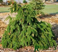 PICEA ABI ACROCONA #7
