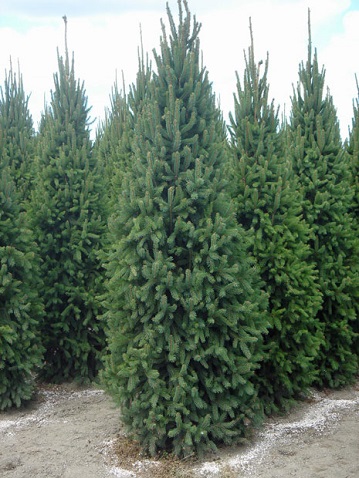 PICEA ABI CUPRESSINA 8'BB