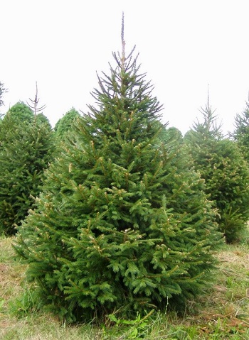 PICEA ABI GREGORIAN #7
