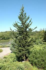 PICEA ABI HILLSIDE UPRIGHT #6