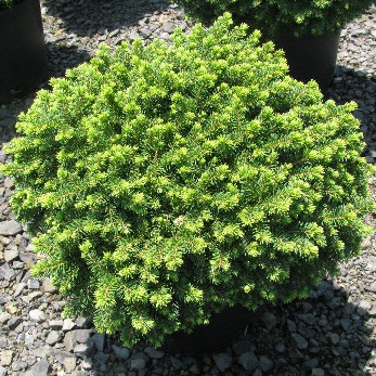 PICEA ABI LITTLE GEM #3