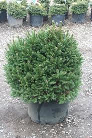 PICEA ABI LITTLE GEM #6 STD R2