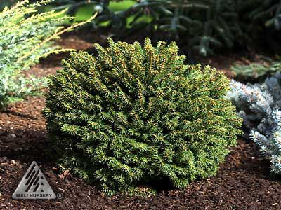 PICEA ABI LITTLE GEM #10 STD