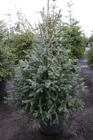 PICEA ABI PAUL'S SELECT #7