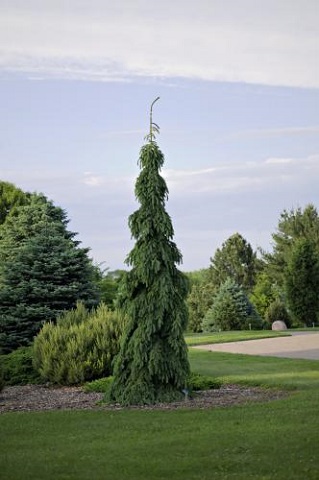 PICEA ABI PENDULA #10